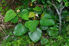 Macaranga sinensis