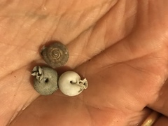 Daedalochila uvulifera