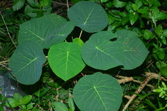 Homalanthus fastuosus