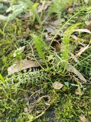 Achillea millefolium