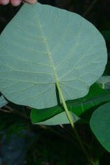 Homalanthus fastuosus