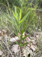 Eupatorium altissimum