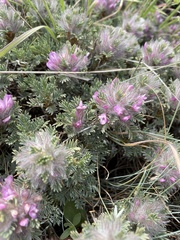 Astragalus plumosus