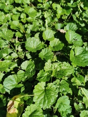 Glechoma hederacea