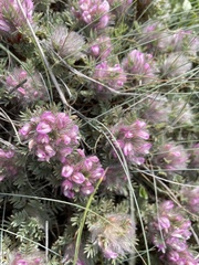 Astragalus plumosus