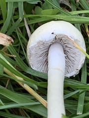 Psathyrella