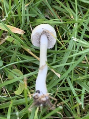 Psathyrella