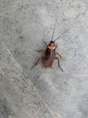 Periplaneta americana