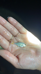 Trachinotus carolinus