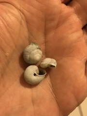 Praticolella griseola