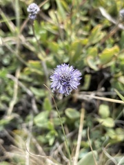 Globularia orientalis