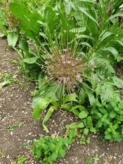 Allium schubertii