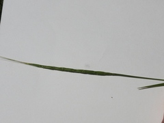Aegilops cylindrica