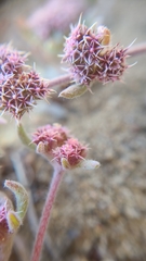 Chorizanthe cuspidata cuspidata