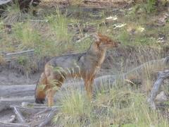 Lycalopex culpaeus magellanicus