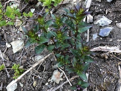 Nothochelone nemorosa