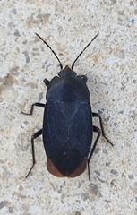 Aellopus atratus
