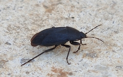 Aellopus atratus