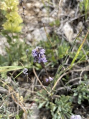 Globularia orientalis