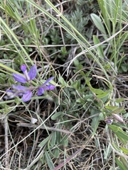 Polygala pruinosa