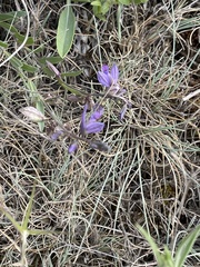 Polygala pruinosa