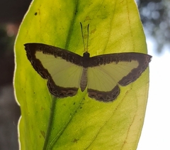 Nymphidium lisimon