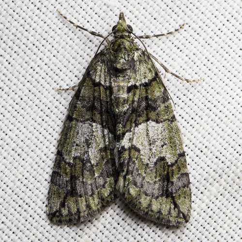 Hydriomena expurgata photo 2