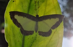 Nymphidium lisimon