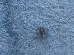 Pseudeuophrys lanigera