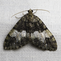 Hydriomena albifasciata