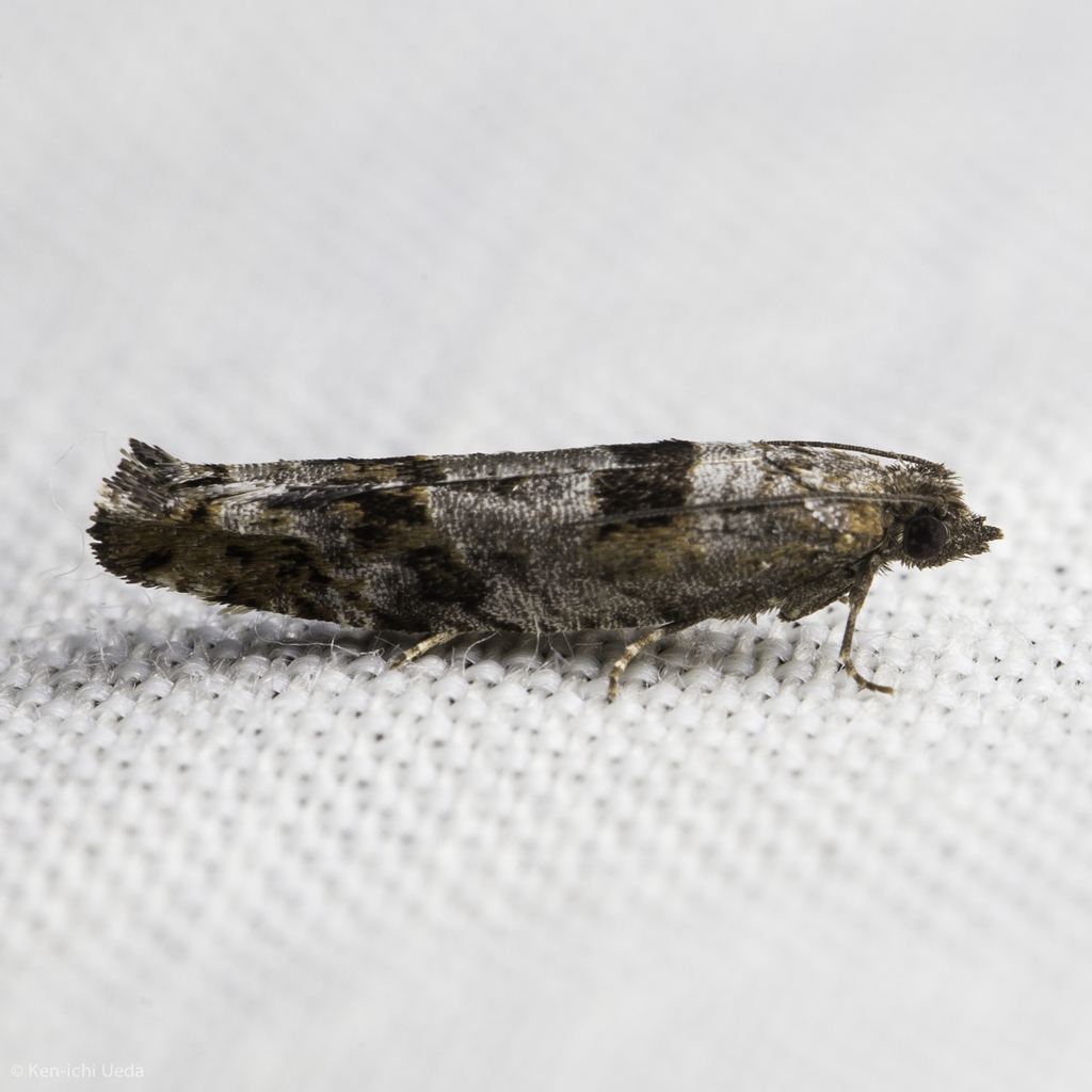 Pseudexentera habrosana