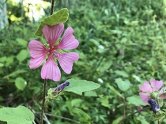 Malva olbia
