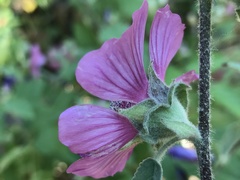 Malva olbia