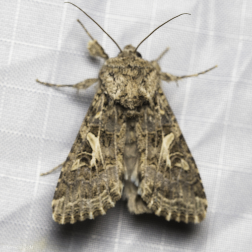 Western Yellow-striped Armyworm Moth photo 4