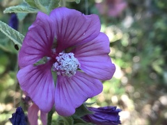Malva olbia