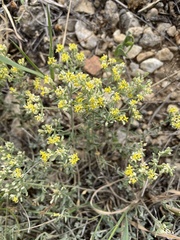 Odontarrhena muralis