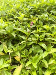 Persicaria cespitosa