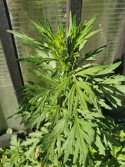 Artemisia vulgaris