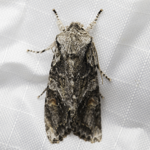 Egira hiemalis photo 5