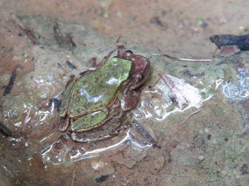 Puebla Tree Frog