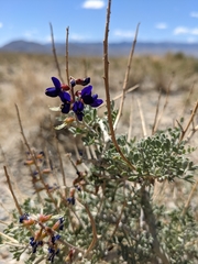Psorothamnus arborescens minutifolius