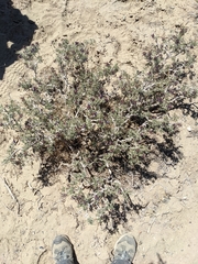 Psorothamnus arborescens minutifolius