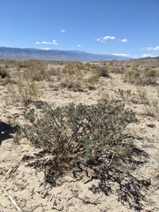 Psorothamnus arborescens minutifolius