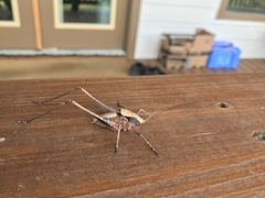 Atlanticus testaceus