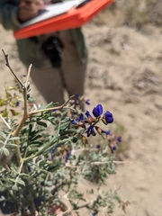 Psorothamnus arborescens minutifolius