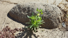 Emmenanthe penduliflora penduliflora