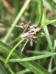 Oxyopes ramosus