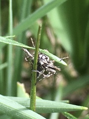 Oxyopes ramosus