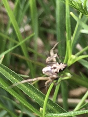 Oxyopes ramosus