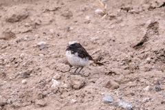 Oenanthe lugubris schalowi